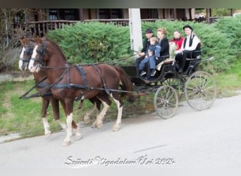 KWPN, Stallion, 17 years, 16,1 hh, Brown-Light