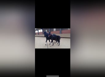 KWPN, Stallion, 1 year, 12.2 hh, Smoky-Black