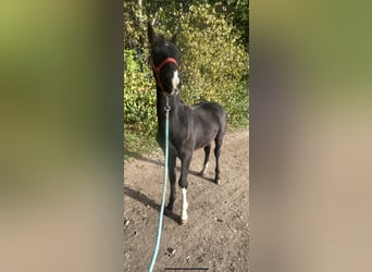 KWPN, Stallion, 1 year, 12.2 hh, Smoky-Black