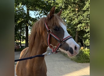 KWPN, Stallion, 1 year, 13.1 hh, Chestnut-Red