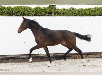 KWPN, Stallion, 1 year, 14.1 hh, Bay-Dark