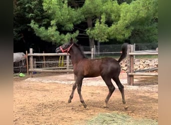 KWPN Mix, Stallion, 1 year, 14,1 hh, Black