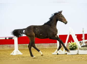 KWPN, Stallion, 1 year, 14.2 hh, Brown