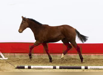 KWPN, Stallion, 1 year, 14,2 hh, Brown