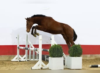 KWPN, Stallion, 1 year, 14,2 hh, Brown