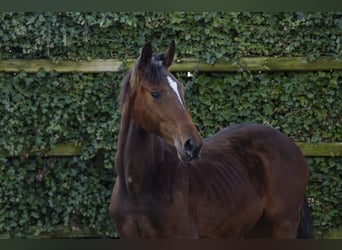 KWPN, Stallion, 1 year, 15.1 hh, Brown