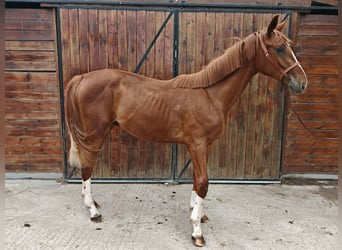KWPN, Stallion, 1 year, 15.1 hh