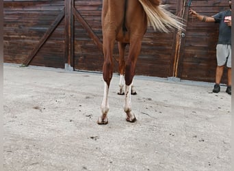 KWPN, Stallion, 1 year, 15.1 hh