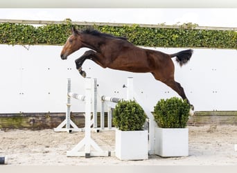 KWPN, Stallion, 1 year, 15,1 hh, Brown