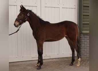 KWPN, Stallion, 1 year, 16.1 hh, Brown