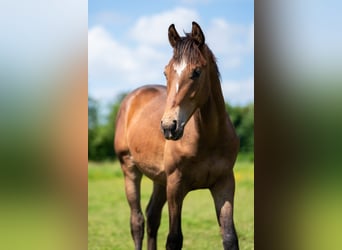 KWPN, Stallion, 1 year, 16,1 hh, Brown