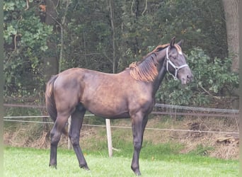 KWPN, Hengst, 1 Jahr, 16 hh, Rappe