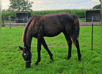 KWPN, Hengst, 1 Jahr, 16 hh, Rappe