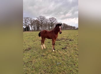 KWPN Mix, Stallion, 1 year, 16 hh, Brown