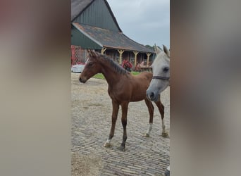 KWPN Mix, Stallion, 1 year, 16 hh, Brown