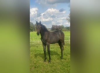 KWPN, Stallion, 1 year, 16 hh, Gray-Dark-Tan