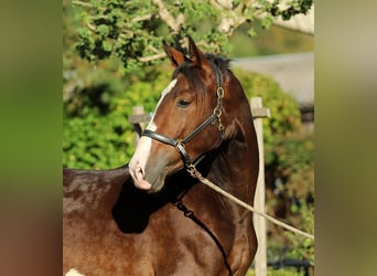 KWPN, Stallion, 1 year, 16,1 hh, Brown
