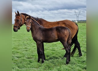 KWPN, Stallion, 1 year, 16,2 hh, Brown