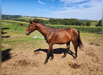 KWPN, Stallion, 1 year, 16,2 hh, Brown-Light