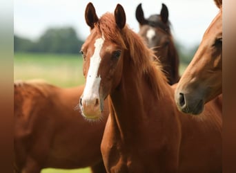 KWPN, Stallion, 1 year, 16,2 hh, Chestnut-Red