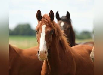 KWPN, Stallion, 1 year, 16,2 hh, Chestnut-Red