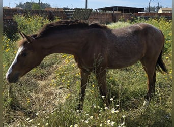 KWPN, Stallion, 1 year, 16,2 hh, Leopard-Piebald