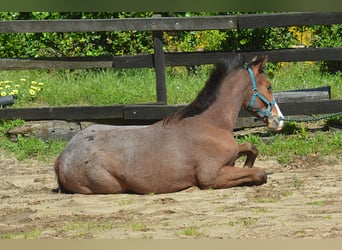 KWPN, Stallion, 1 year, 16,2 hh, Leopard-Piebald