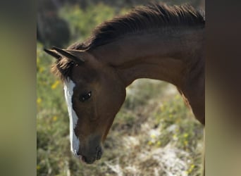 KWPN, Stallion, 1 year, 16,2 hh, Leopard-Piebald