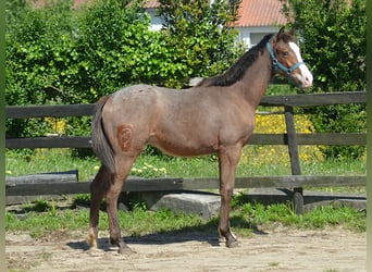 KWPN, Stallion, 1 year, 16,2 hh, Leopard-Piebald