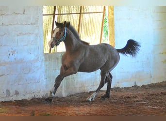 KWPN, Stallion, 1 year, 16,2 hh, Leopard-Piebald