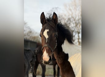 KWPN, Stallion, 1 year, 16,2 hh, Pinto