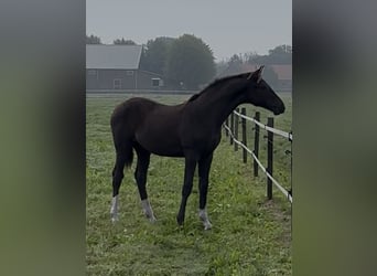 KWPN, Stallion, 1 year, 17 hh, Chestnut