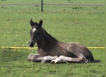 KWPN, Stallion, 1 year, 17 hh, Chestnut