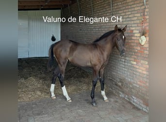 KWPN, Stallion, 1 year, 17 hh, Chestnut