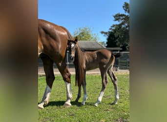 KWPN, Stallion, 1 year, 17 hh, Chestnut