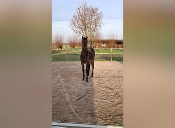 KWPN, Stallion, 1 year, 17 hh, Smoky-Black