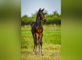 KWPN, Stallion, 1 year, 17 hh, Smoky-Black