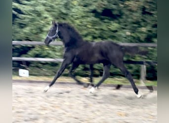 KWPN, Stallion, 1 year, Black