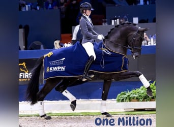 KWPN, Stallion, 1 year, Black
