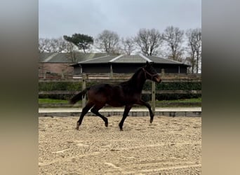 KWPN, Stallion, 1 year, Brown