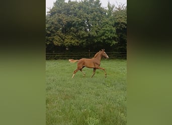 KWPN, Stallion, 1 year, Chestnut