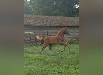 KWPN, Stallion, 1 year, Chestnut