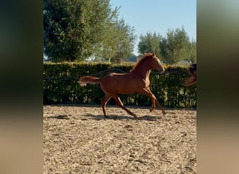 KWPN, Stallion, 1 year, Chestnut-Red