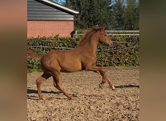 KWPN, Stallion, 1 year, Chestnut-Red