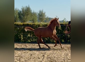 KWPN, Stallion, 1 year, Chestnut-Red