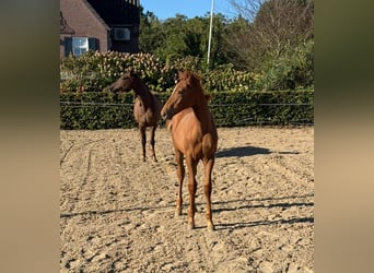 KWPN, Stallion, 1 year, Chestnut-Red