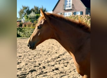 KWPN, Stallion, 1 year, Chestnut-Red