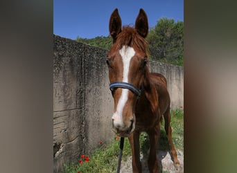 KWPN, Stallion, 1 year, Chestnut-Red