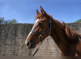 KWPN, Stallion, 1 year, Chestnut-Red