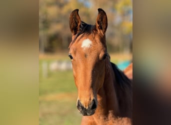 KWPN, Stallion, 1 year, Chestnut